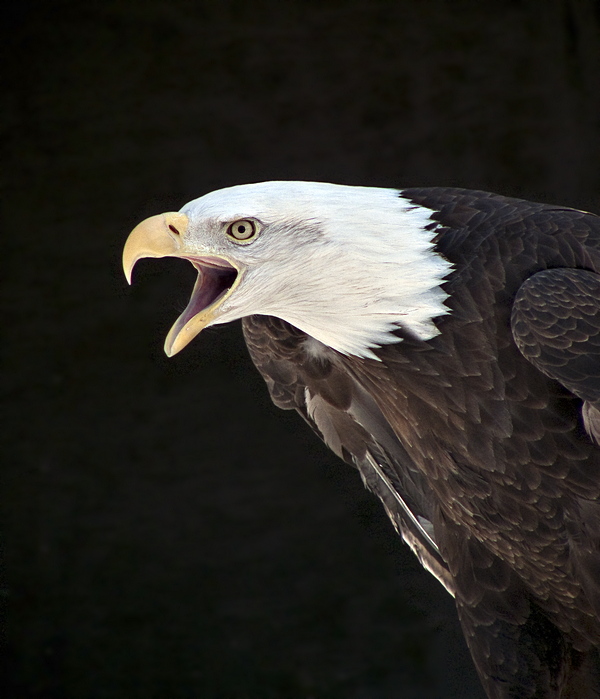 e Bald Eagle  1  FZ8 RAW ps cs4 TBZ     P1030763.jpg