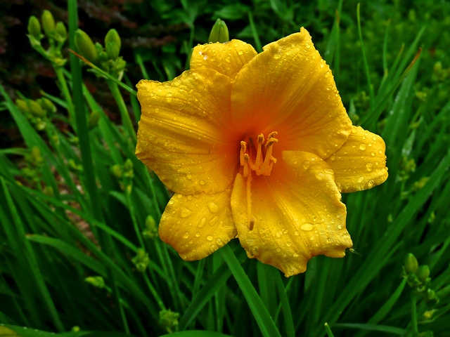 e Yellow flower1  after rain TZ3 ps cs P1128.jpg