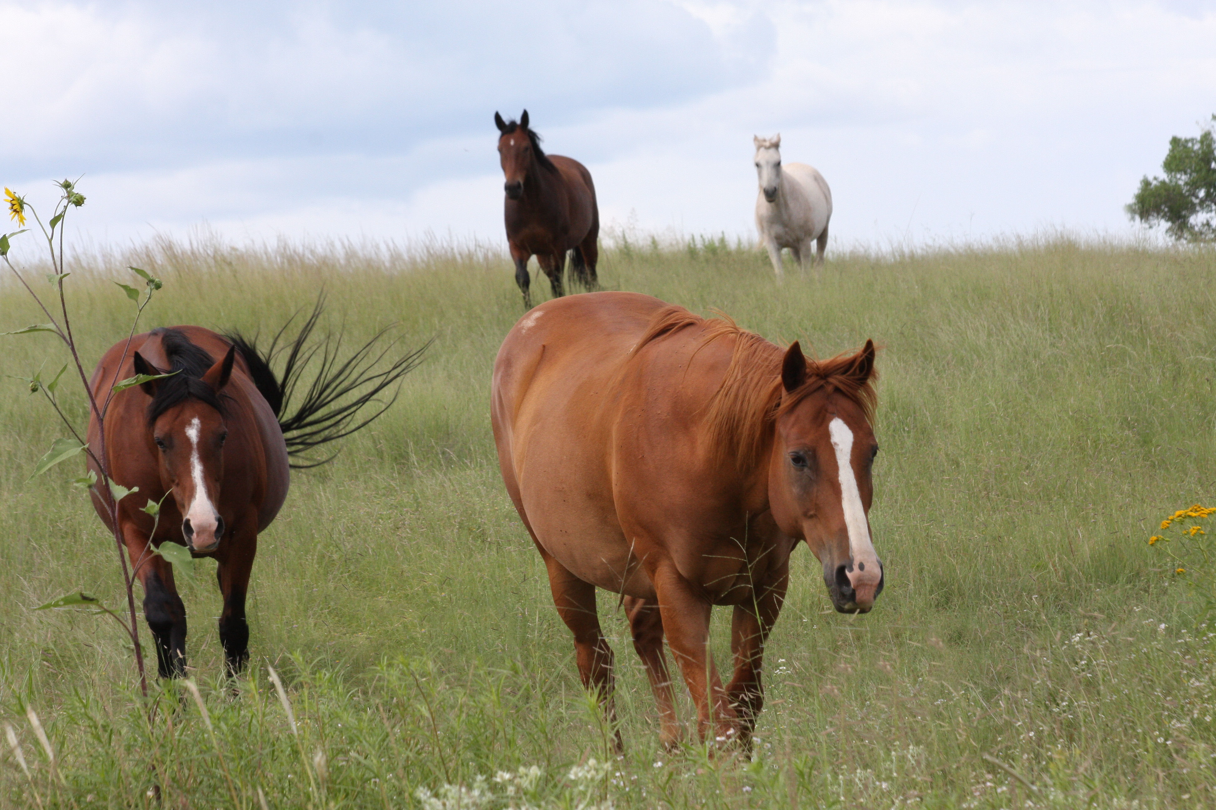 Magnificent horses in San Rafael valley, Arizona