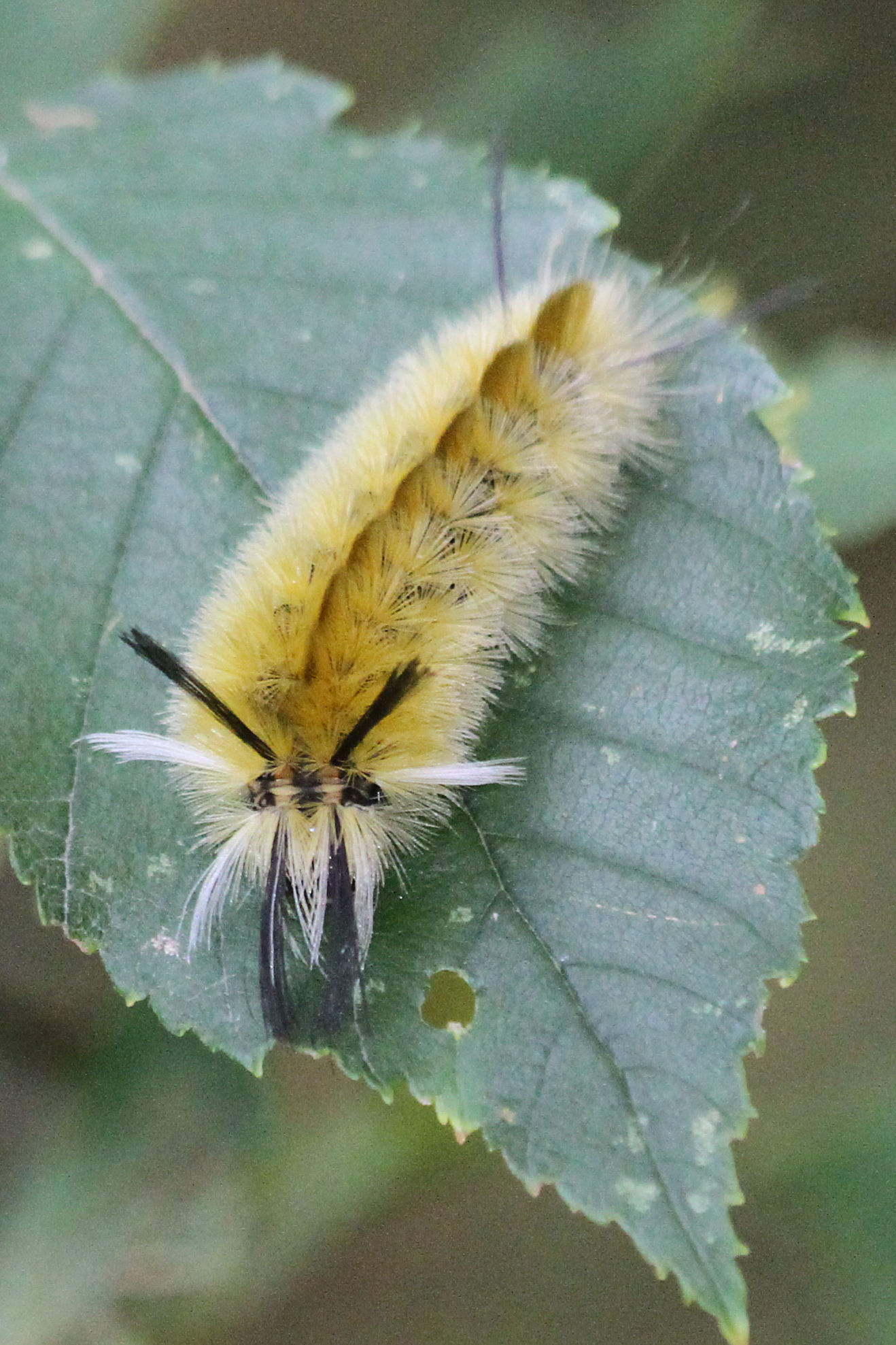 Banded Tussock Moth caterpillar - yellow.jpg