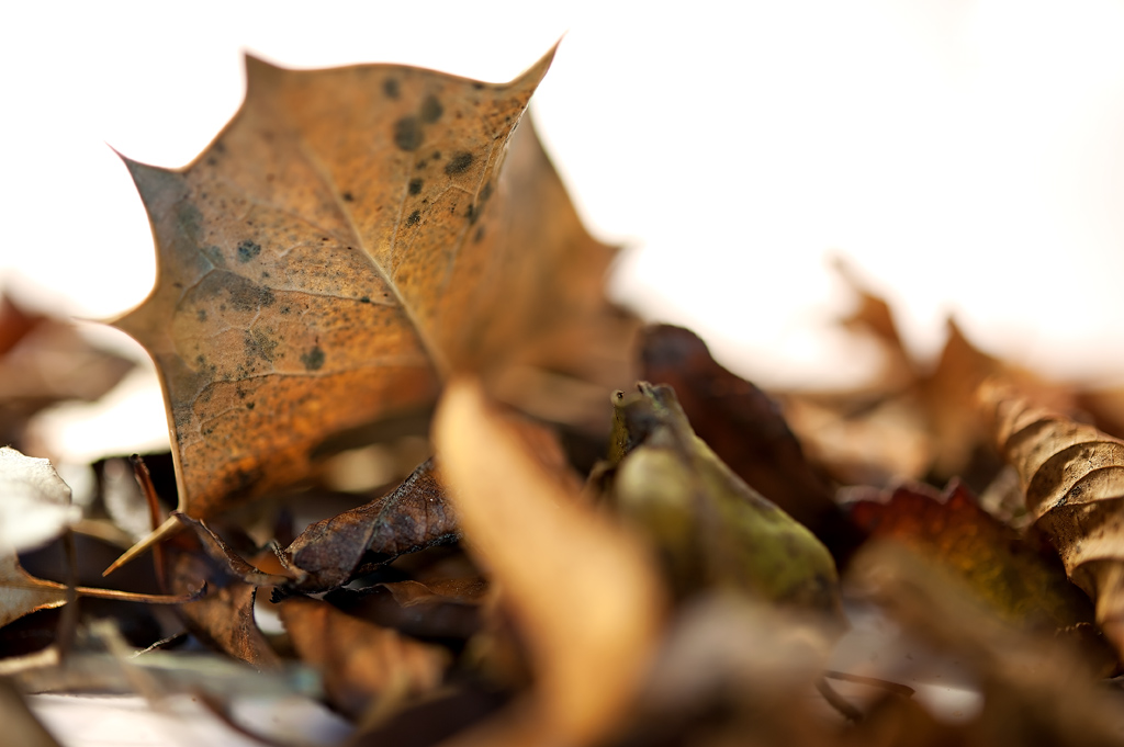 24th - Autumn