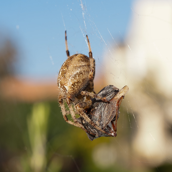 29th - In Your Face, Spidey!