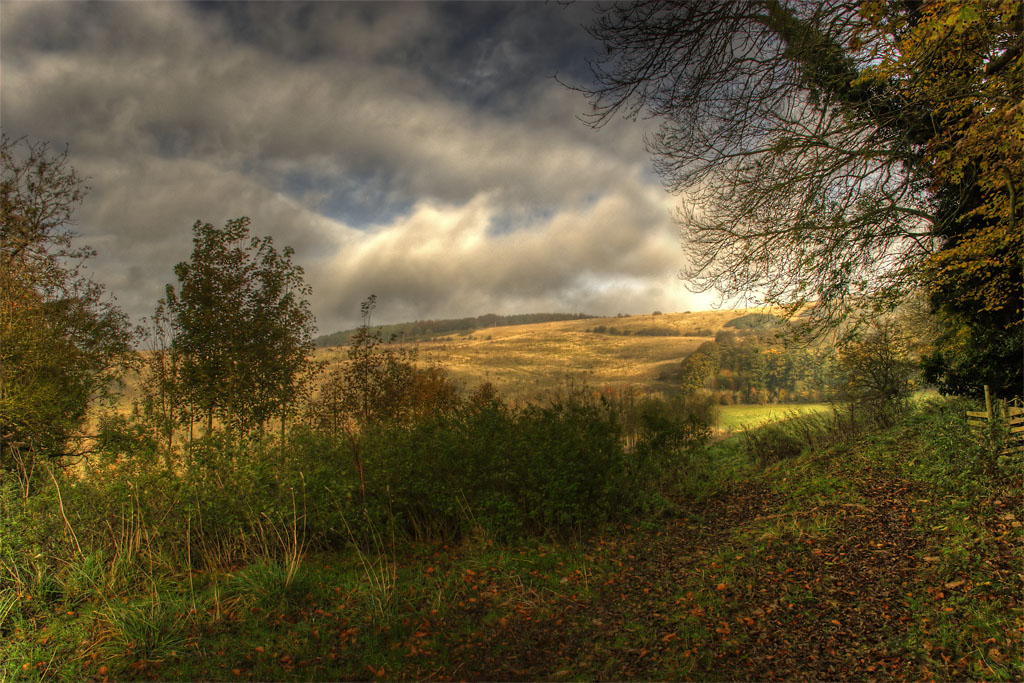 Cotswold Glade 1