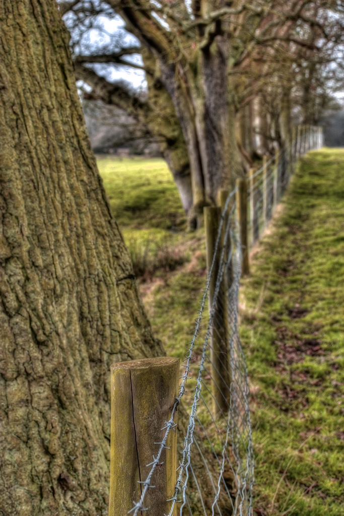 Fence Line