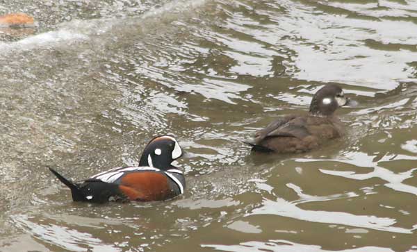 harlequin-0199.jpg