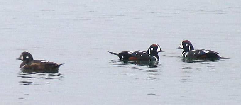 harlequin-8166.jpg