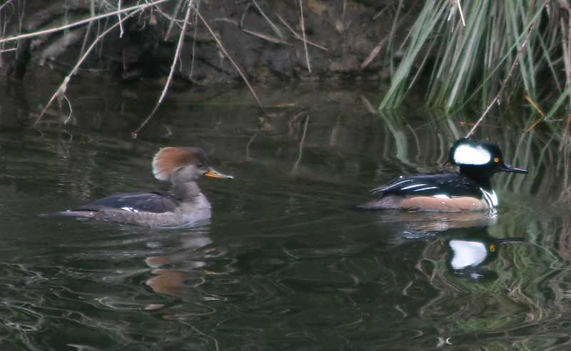h-merganser-4252.jpg