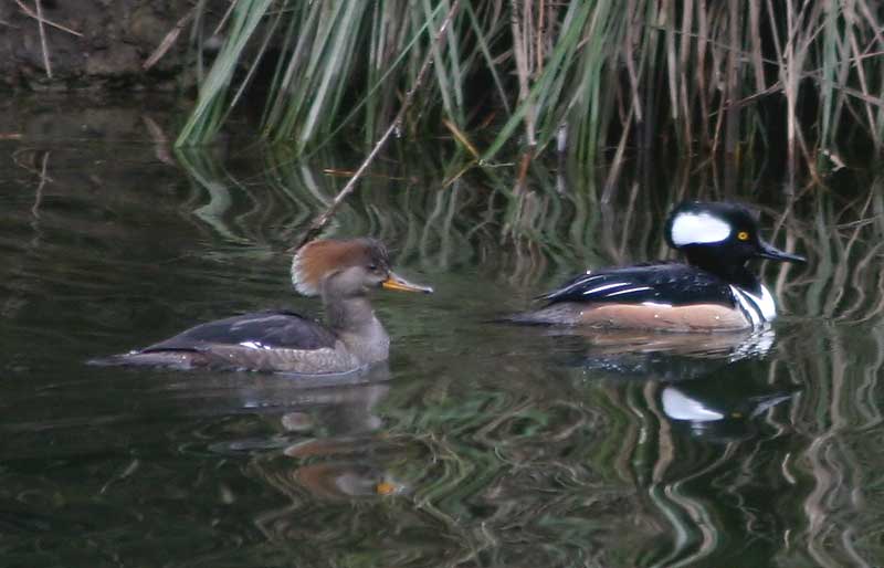 h-merganser-4253.jpg