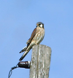 American Kestrel