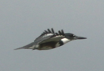 Belted Kingfisher