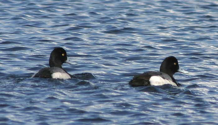 lesser-scaups-0175.jpg