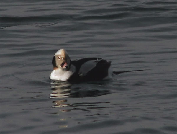 lt-duck-9921.jpg
