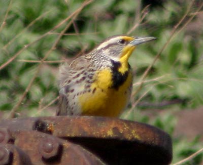 Meadowlark