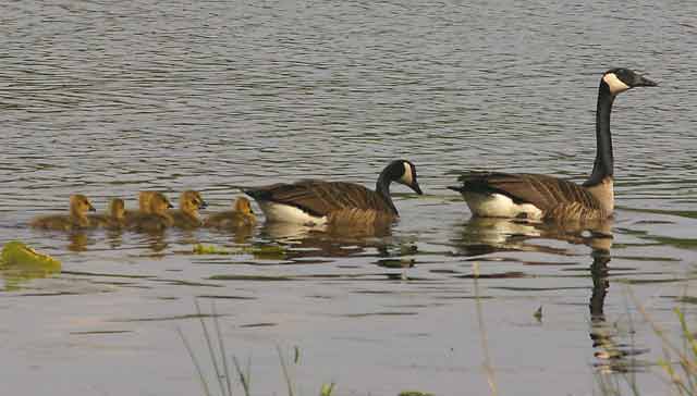 c-geese-1014.jpg