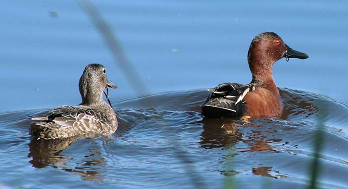 cinnamon-teal-0982.jpg
