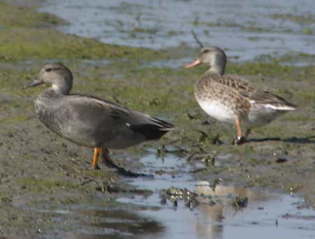gadwall-0921.jpg