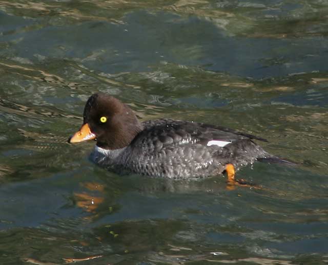 gldneye-9749.jpg