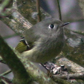 r-crown-kinglet-3930.jpg