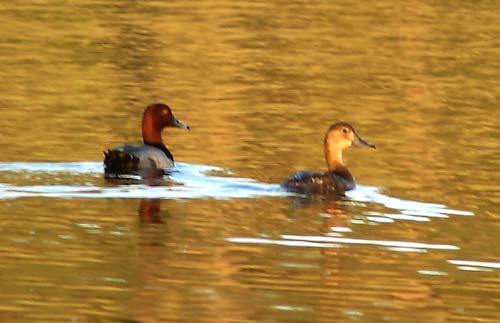 redhead-4310.jpg