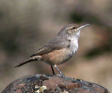 Rock Wren