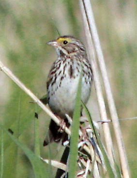 savannah-sparrow-2098.jpg