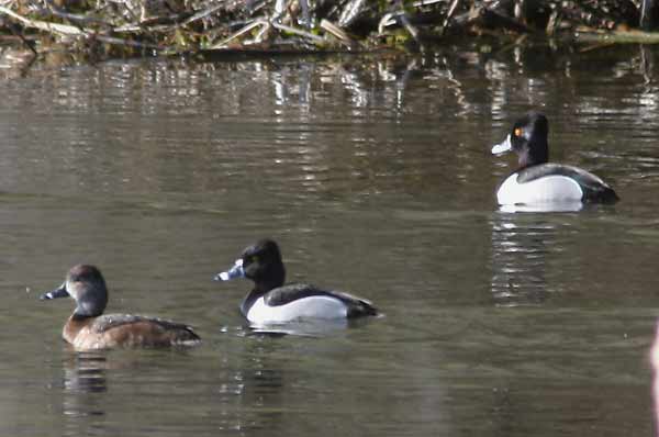 scaup-0800.jpg