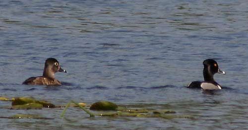 scaup-0915.jpg