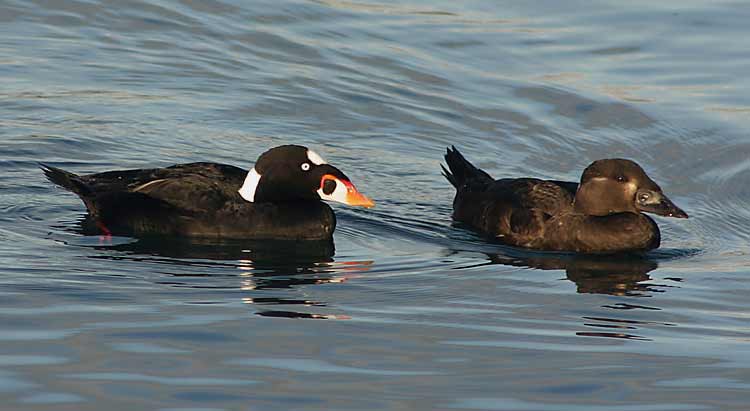 scoters-8339.jpg