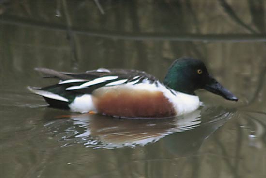shoveler-0159.jpg