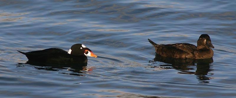 surf-scoters-8342.jpg