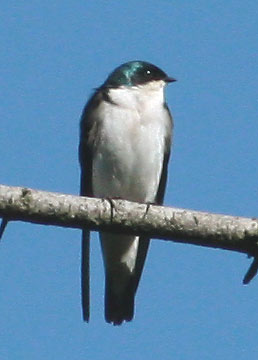 tree-swallow-0352.jpg