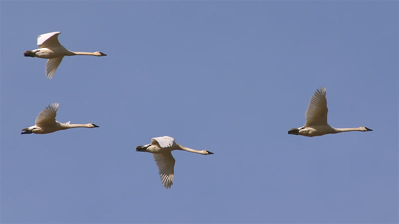 Trumpeter Swans