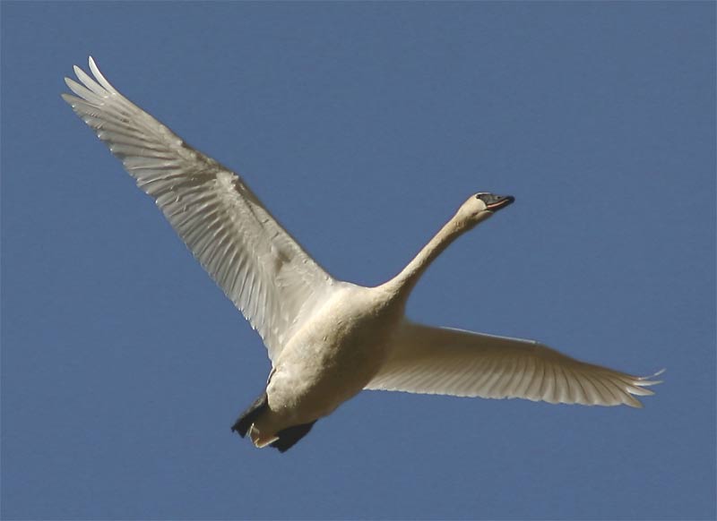 Trumpeter Swan