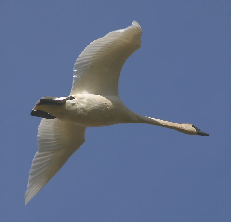 Trumpeter Swan