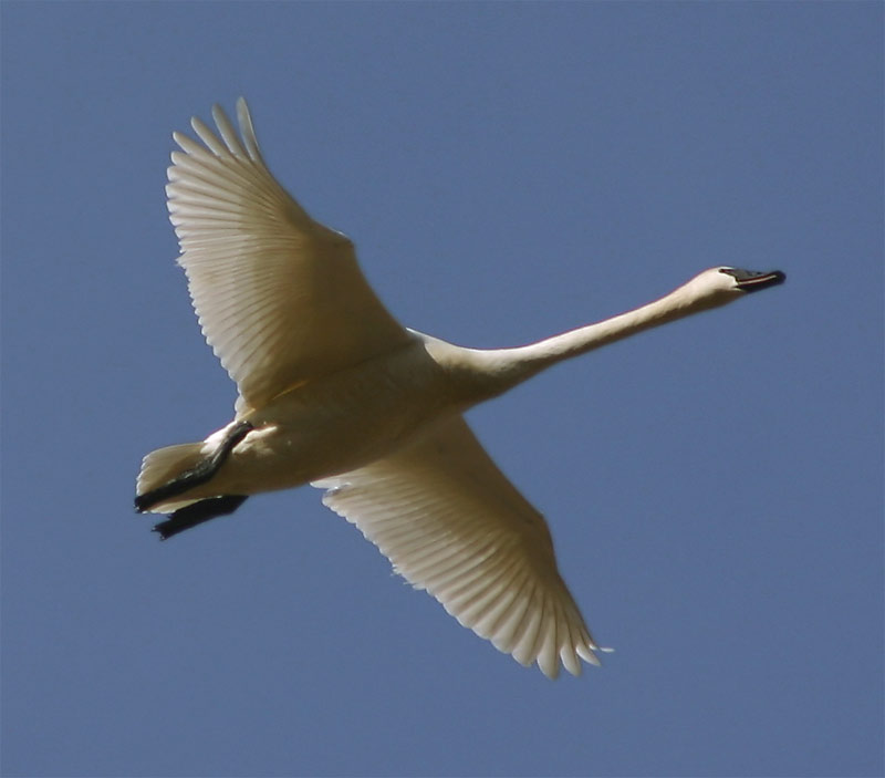 Trumpeter Swan