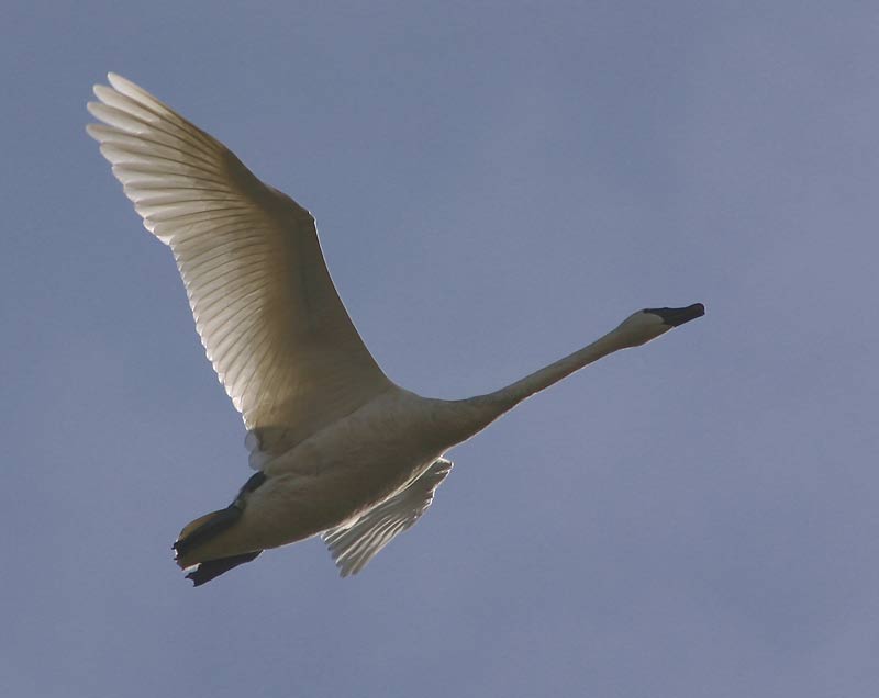 Trumpeter Swan