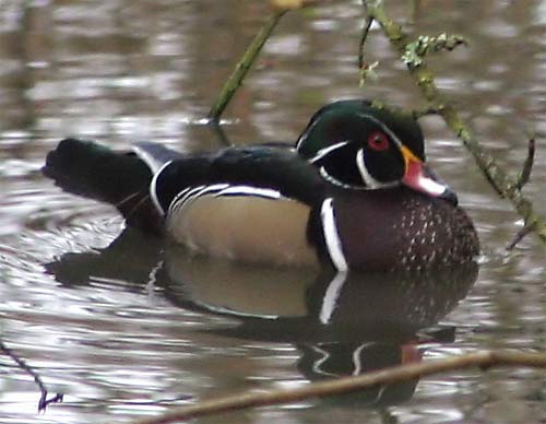 w-duck-0157.jpg