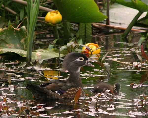 w-duck-1076.jpg