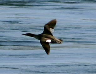 w-wing-scoter-2763.jpg