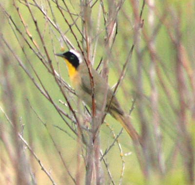 yellowthroat-1413.jpg