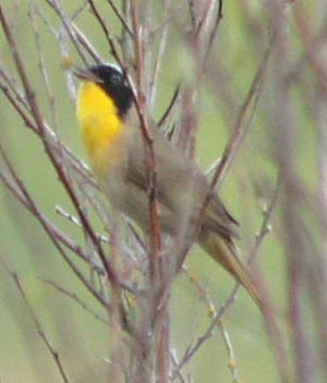 yellowthroat-1418.jpg