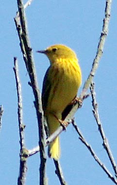 yellow-warbler-2022.jpg