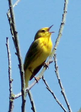 yellow-warbler-2024.jpg