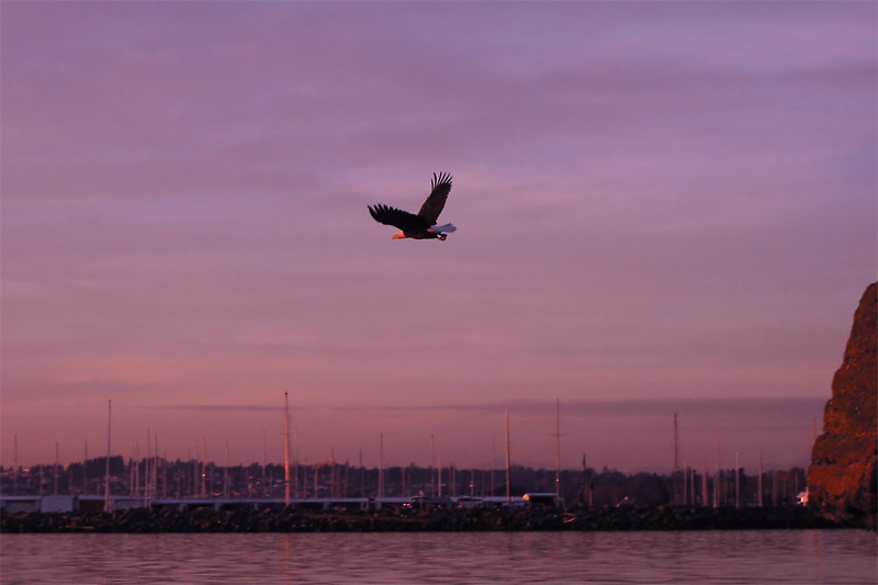 Eagle flies at Sunset
