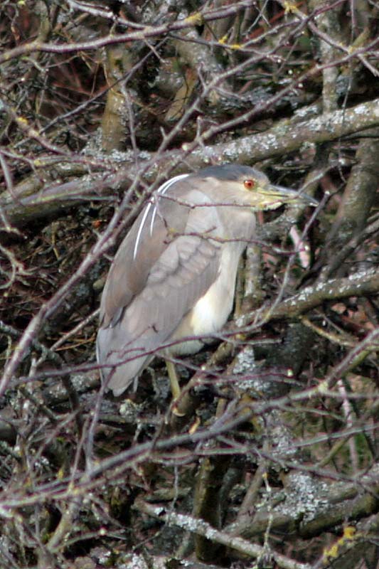 Black-crowned Night Heron