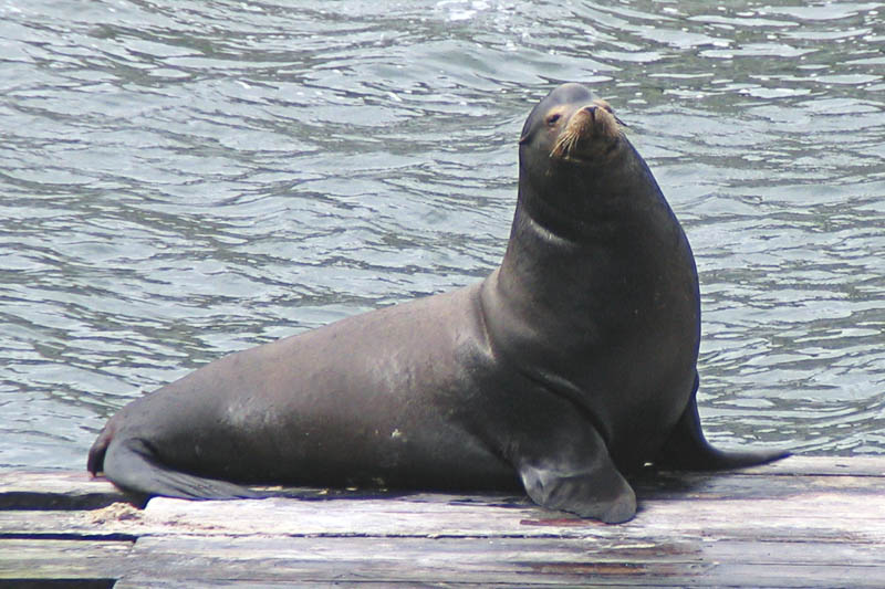 Young Male Sea Lion