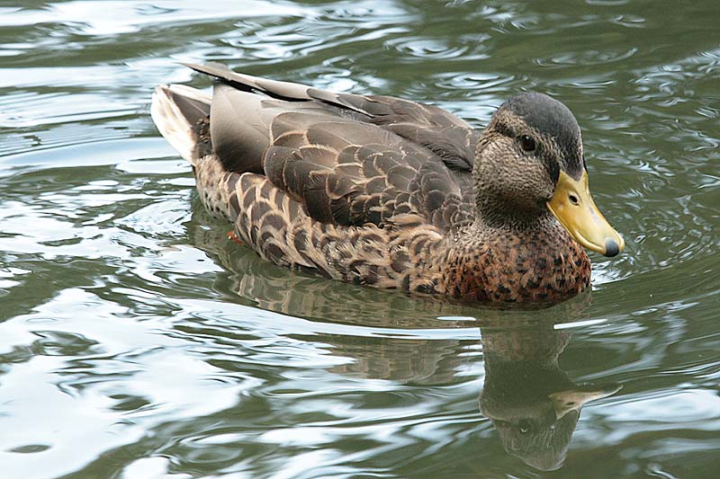 Young Mallard