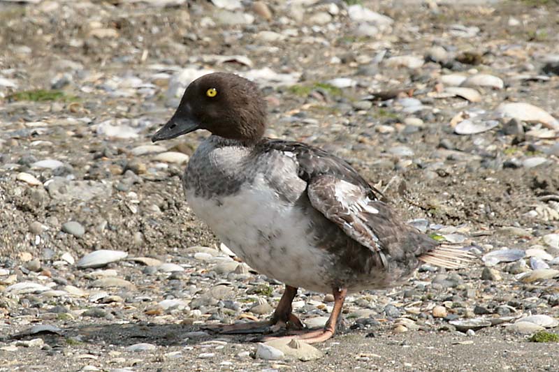 Goldeneye