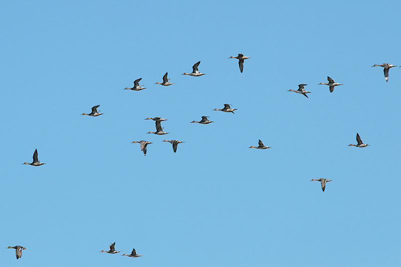 Mallards