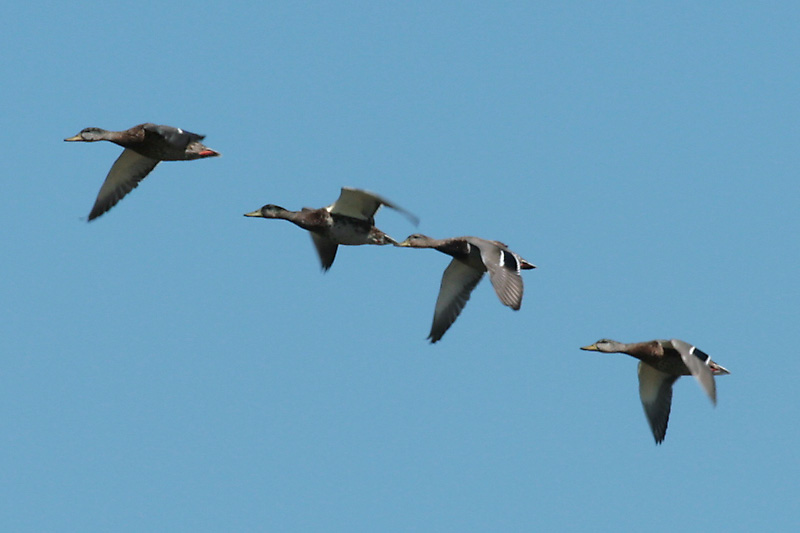 Mallards